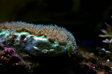 Cup coral in aquarium