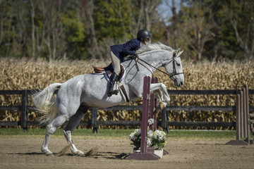 Woman and Grey horse over fences