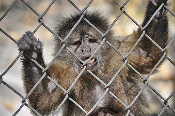 Monkey Behind the Fence