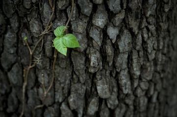 Nature Ivy