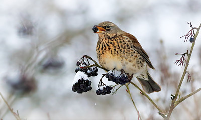 Winter fieldfare, a bird of the thrush family Turdidae - Turdus pilaris, on the branch of black...
