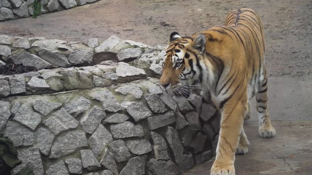 Wild Amur tiger in zoo.4k