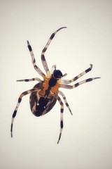 Spinne