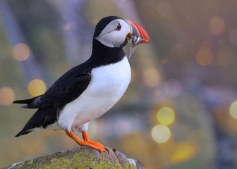 Atlantic Puffin