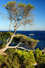 Typical south of France landscape
