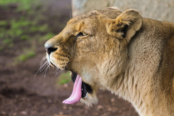 lion yawning