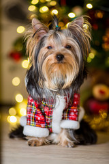 Yorkshire Terrier dog in a checkered suit sits on a Christmas tree garland background