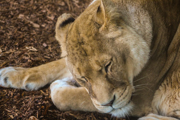 lion sleeping