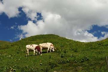 Cows eating on a slope