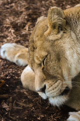 sleeping lion 2