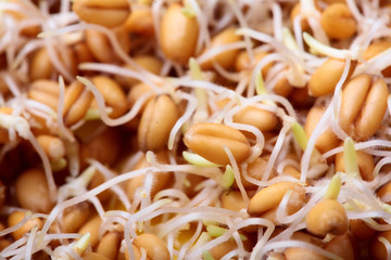 Sprouting wheat grass seeds, closeup.Texture.Organic.Vegan food.Concept healthy food