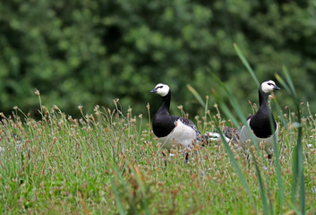 White-skinned goose keeps an eye for nobody to get too close