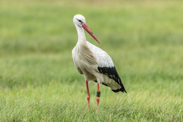 storch
