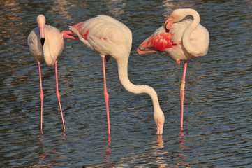 Flamingos looking for food and resting