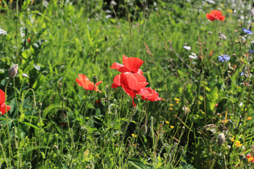 Wild summer garden with poppies that grow as they like
