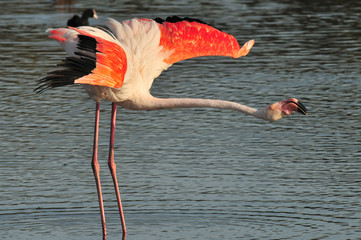 Flaming stretching its wings