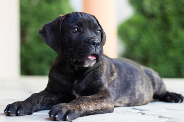 Obraz premium Beloved Puppy