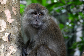Long-tailed macaque, Langkawi, Malaysia