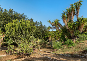 Fototapeta na wymiar Luxuriant vegetation of the garden park Villa Giulia in Palermo, Sicily, Italy