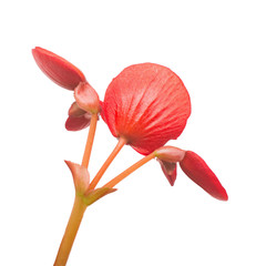 Begonia macro red flowers isolated on white background. Flat lay, top view