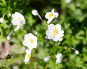 Obraz na płótnie Canvas Flowering white Anemone hupehensis. Thimbleweed or windflower. Selective focus