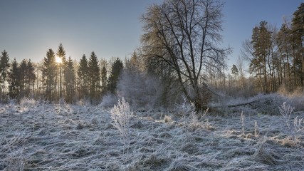 Winter morning with frosted plants