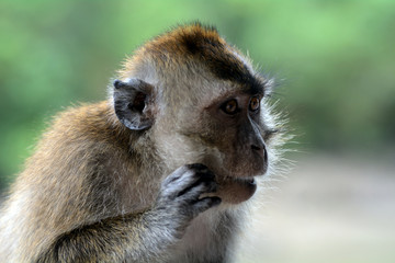 Long-tailed macaque, Langkawi, Malaysia