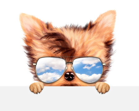 Funny Dog wearing sunglasses behind banner