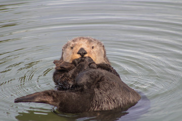 Fototapeta premium California Sea Otter