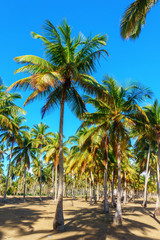 Fototapeta na wymiar a lot of palm trees, tropical landscape