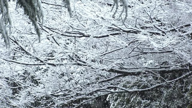 SHIBUYA,  TOKYO,  JAPAN - JANUARY 22, 2018 : Trees covered with snow at Yoyogi park.