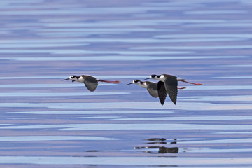 Birds stilt shore birds flying