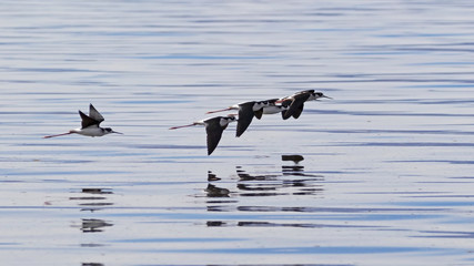 Birds stilt shore birds