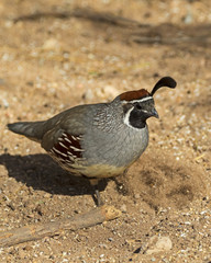 Bird quail at Salton Sea 