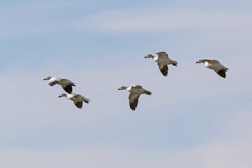 Birds snow geese landing at Salton Sea field