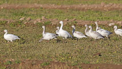 Obraz na płótnie Canvas Birds snow geese in a field at the Salton Sea