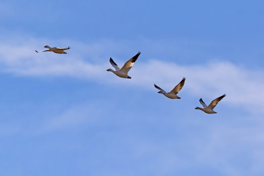 Birds snow geese migrate above California desert