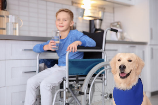 Cute service dog and blurred boy in wheelchair indoors
