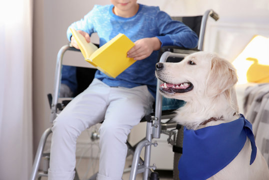 Boy in wheelchair reading book with service dog by his side indoors