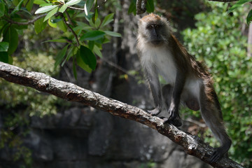 Long-tailed macaque, Langkawi, Malaysia