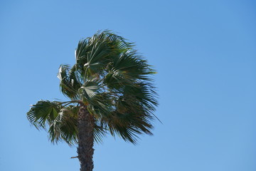 Palme bewegt im Wind