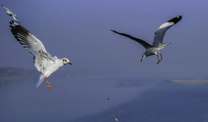 Fight for the Food right