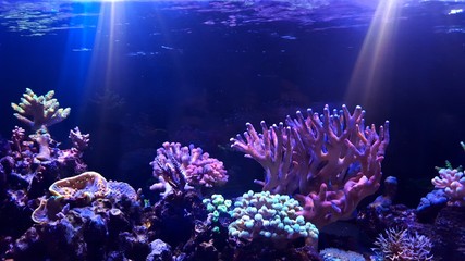 Coral reef aquarium tank scenic moment