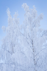 Birch tree top covered in frost snow