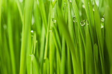 Fototapeta na wymiar Close Up Dew water on the grass