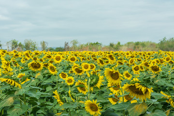 field of bloooming  , landscape of Sunflower Farm