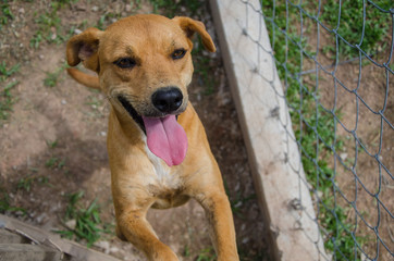 Cachorro