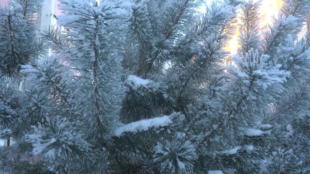 beautiful snow-covered trees and pine needle covered with white frost.