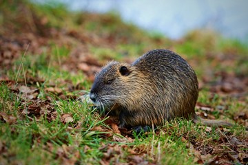 Close up portrait of coypu feeding himself on river bank with green grass and dry leaves