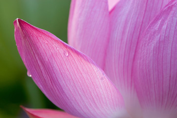 Drops on Lotus Petal